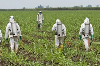Συγχωροχάρτι στη Monsanto
