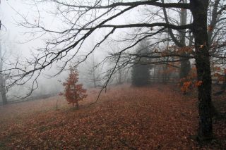 Παράταση 2 μηνών για υποβολή αντιρρήσεων στους δασικούς χάρτες