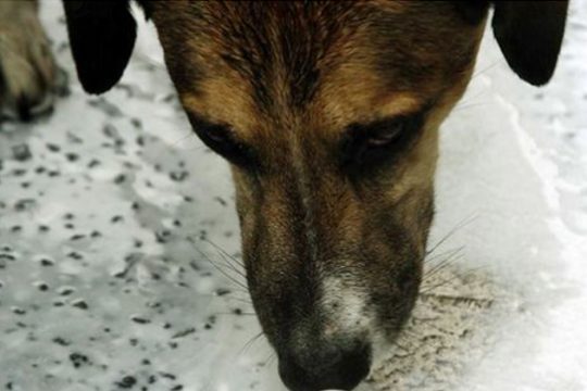 Καταγγελία: Αστυνομικός πυροβόλησε σκυλί στο κεφάλι