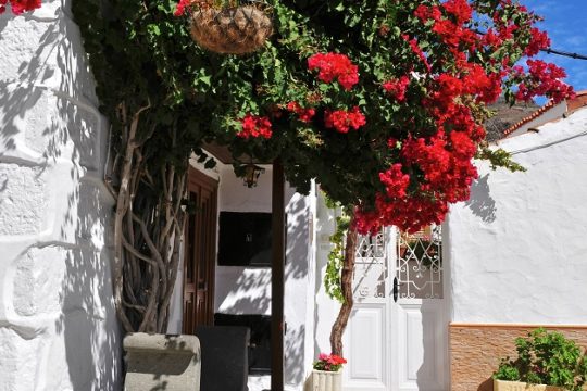 Τα δέντρα μας
