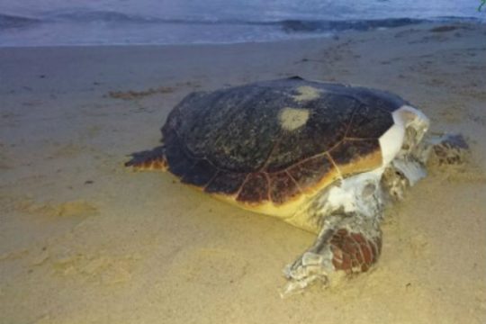 Αποκεφαλισμένες θαλάσσιες χελώνες στη Νάξο