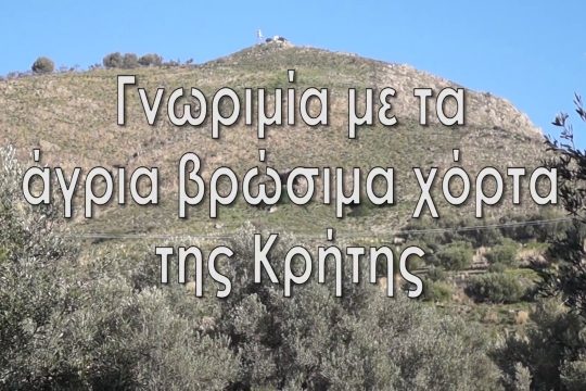 Βίντεο μαθητών για τα άγρια χόρτα της Κρήτης