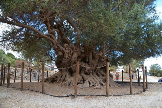Νεά πρόταση για την ανάδειξη των αρχαίων ελειόδεντρων της Κρήτης