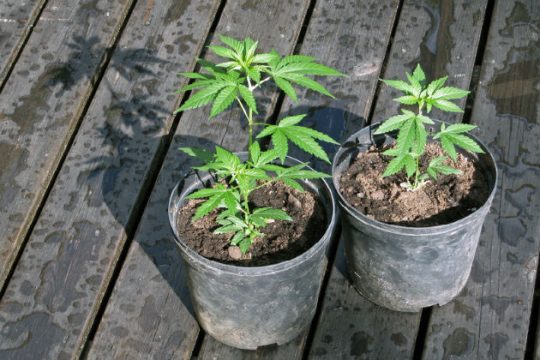 Πλήρης νομιμοποίηση της κάνναβης