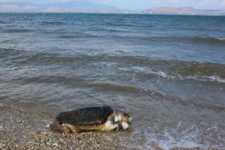 Νεκρές εντοπίστηκαν δύο χελώνες κι ένα δελφίνι