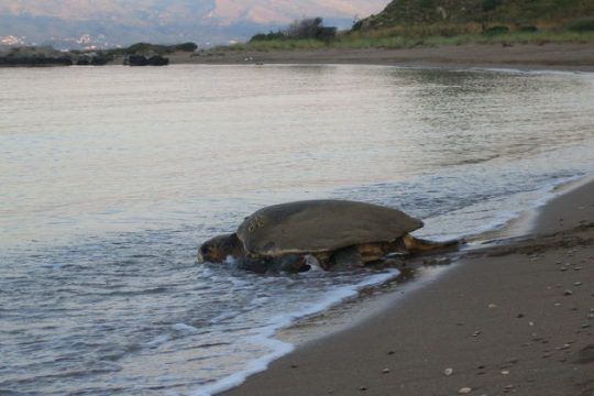 Εντοπίστηκαν νεκρές χελώνες καρέτα-καρέτα στην Ελούντα