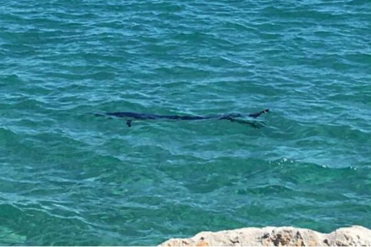 Το Λιμενικό έσωσε τον ξιφία [BINTEO]
