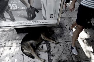 Αδέσποτοι στην πόλη