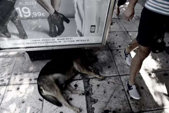 Αδέσποτοι στην πόλη