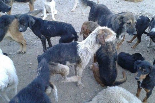 Το σχέδιο δράσης για αδέσποτα και ιδιόκτητα ζώα συντροφιάς