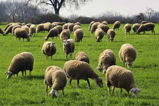 Σε κρίσιμο σταυροδρόμι η αιγοπροβατοτροφία
