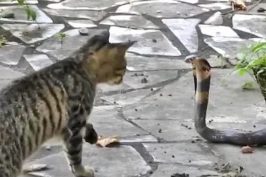 Ο σκύλος ο Ταρζάν, μια γάτα κι ένα φίδι