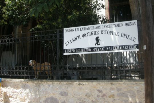 Τα δύο σκυλιά που έμειναν στη Βρίσα