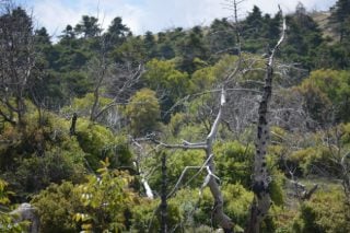 Η Πάρνηθα ξαναπρασίνισε, η πόλη αναπνέει