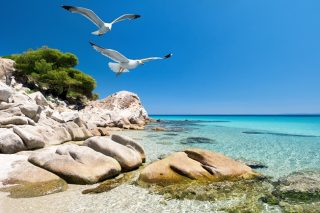 Πευκοβελόνες σκουλαρίκια