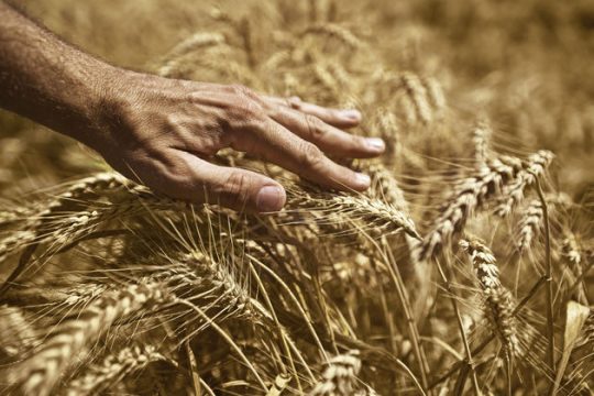 Ο θερισμός και οι οικογένειές (μας)