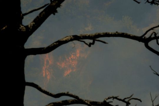 Πυρκαγιά στον Ωρωπό Αττικής