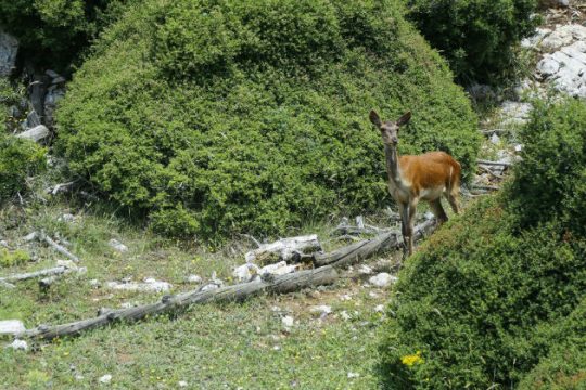 Πάρνηθα, 10 χρόνια πριν…