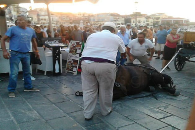 Χανιά: Καταγγέλλει τους αμαξάδες η Φιλοζωική