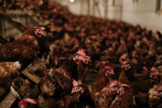 Η γριά η κότα έχει το fipronil