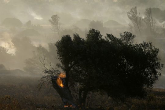 Πενήντα δασικές πυρκαγιές σε μια μέρα