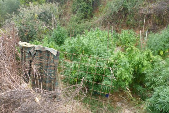 Ολόκληρα δάση με 3.742 δενδρύλια κάνναβης σε Χανιά & Ρέθυμνο