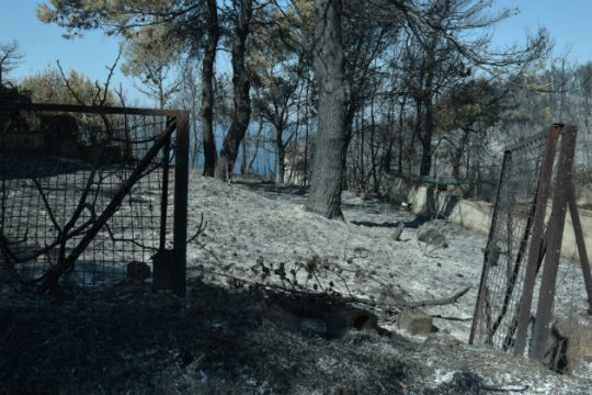 Να μη φυτρώσουν… τσιμέντα