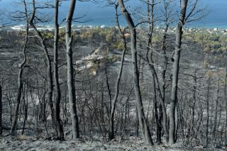 Αγώνας δρόμου για να ξαναπρασινίσει
