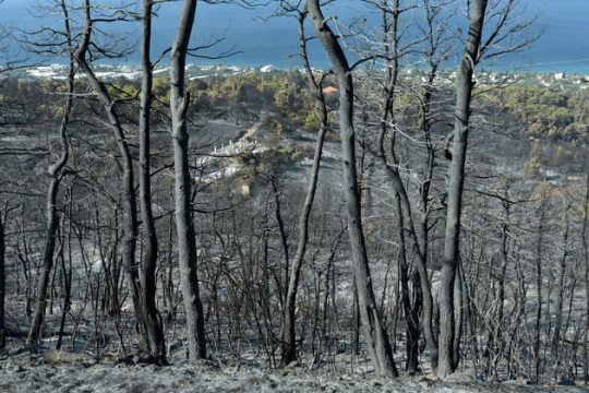 Αγώνας δρόμου για να ξαναπρασινίσει