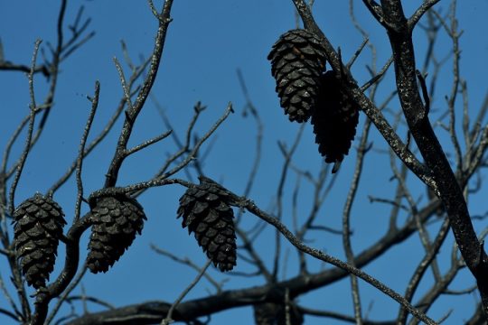 Γαλάζια αμνησία…