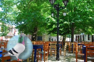 Ενα περιστέρι με μήνυμα