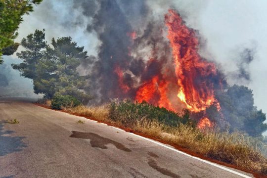Ξανάγιναν στάχτη 3.000 στρ. πευκοδάσους