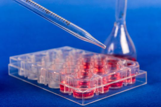 Φύλλο και φτερό όλες οι τράπεζες βλαστοκυττάρων