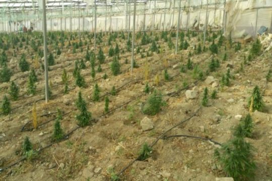 Χασισοφυτεία στις άκρες του Σπερχειού