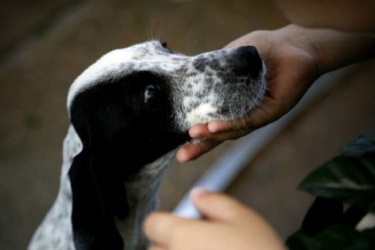 Στον Θεατρικό Σταθμό Ηρακλείου η συναυλία για τα αδέσποτα