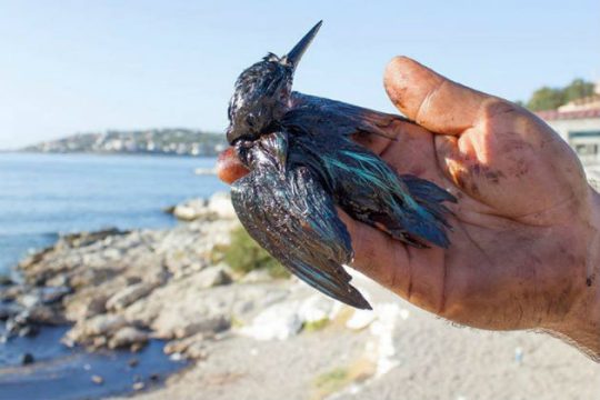 «Δυστυχώς το αλκυονάκι μας δεν τα κατάφερε»