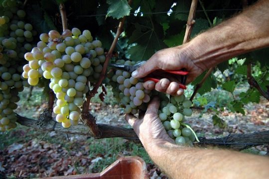 Για την Οινολογική Σχολή στη Νεμέα…