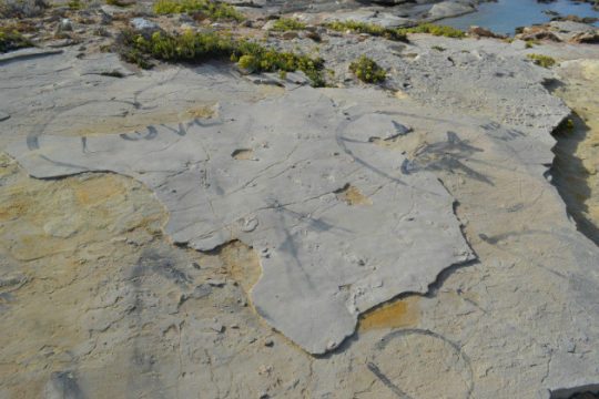 Έκλεψαν κάποια από τα απολιθωμένα ίχνη στην Κίσσαμο