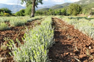 «Είμαστε μέρα – νύχτα στο χωράφι»