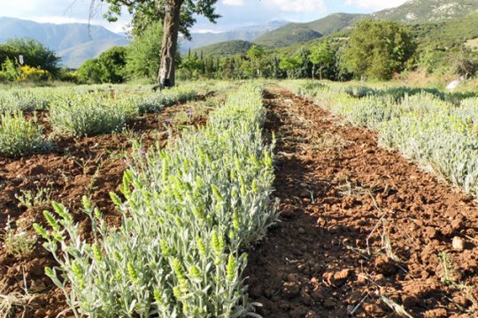 «Είμαστε μέρα – νύχτα στο χωράφι»