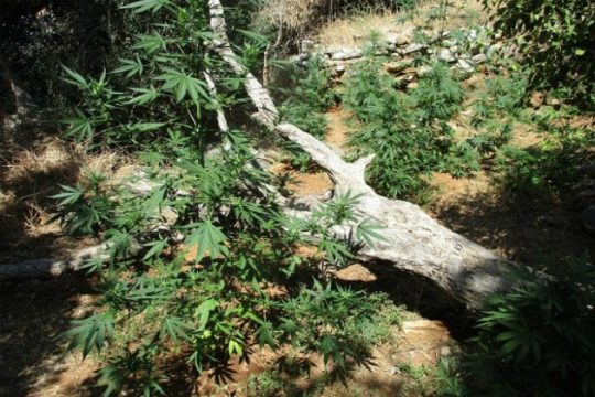Εντοπίστηκαν 1.097 δενδρύλλια κάνναβης, συνελήφθησαν δύο αδέρφια
