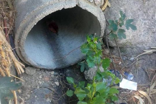 Αδειάζουν βόθρους στην Πικροδάφνη!