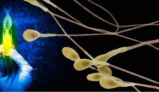 Η σεξουαλική αναπαραγωγή προστατεύει το DNA