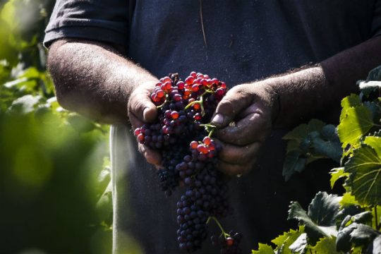 Πόλεμος με κοχλιούς και αμπέλους…