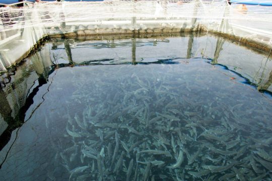 Νόμιμη, υπό όρους, η χρήση φορμόλης στις ιχθυοκαλλιέργειες