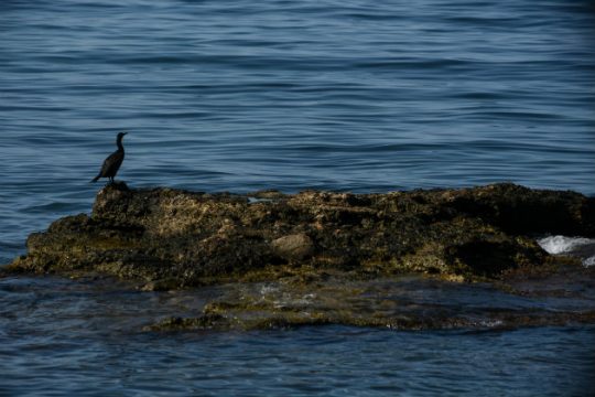 Θαλάσσια ρύπανση στο Κερατσίνι από φορτηγό πλοίο