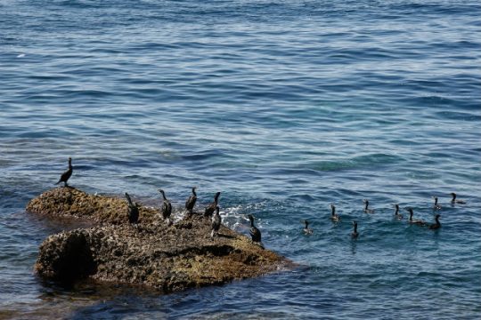 Μικρής έκτασης θαλάσσια ρύπανση στη Βλύχα Ελευσίνας