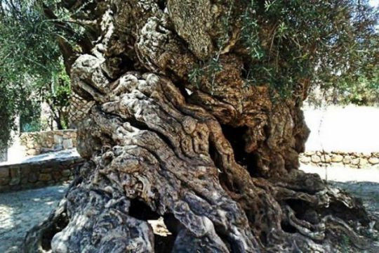 Έκκληση σωτηρίας για τις υπεραιωνόβιες ελιές… μέσω facebook