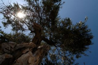 Νοέμβρης και ουτοπιστές των ορέων