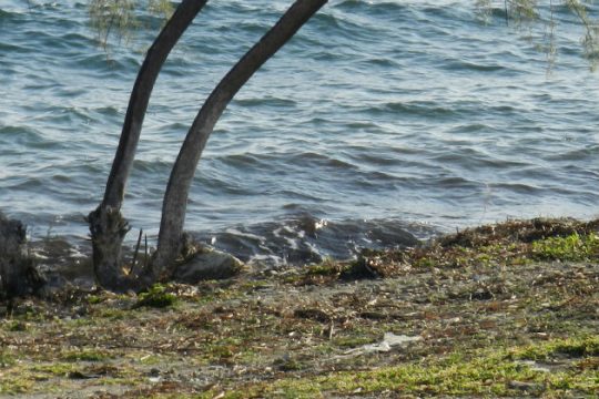 Πτώματα ξεβράστηκαν σε παραλίες της Λέσβου